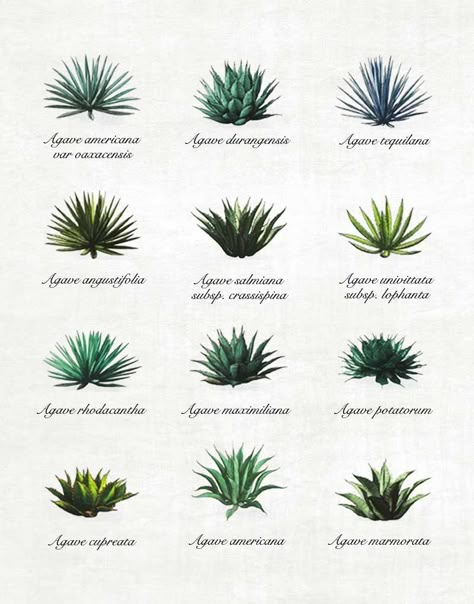 Agave y mezcal: conozca las 12 variedades de agave Agave Tattoo, Mesquite Tree, California Garden, Plant Tattoo, Blue Agave, Agave Plant, Agaves, Cactus Garden, Drought Tolerant