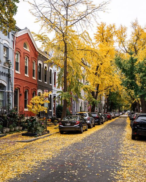 Dc Photography, Leaves Changing Color, Old Town Alexandria, Washington Dc Travel, Instagram Famous, Dc Travel, Photography Journey, Fun Halloween Decor, Fall Travel