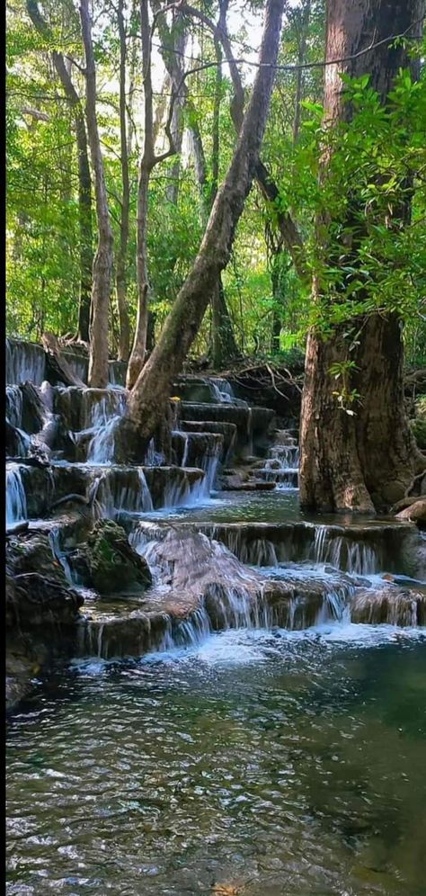 Sinharaja🌳 Rainforest  SRI LANKA ❤️ Africa Rainforest, Indian Rainforest, Sinharaja Rain Forest, Rainforest Aesthetic, Brazil Amazon Rainforest, Biome Project, Australian Rainforest, Biomes Project, Rainforest Photography