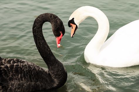 https://flic.kr/p/mSoTnF | Swan Lake in Love | Black and white swan in love. (Isar, Bavarian, Germany) Black Swan Animal, Black And White Swan, Swan Animal, Black Swans, Swan Love, Love Black And White, Mute Swan, Swan Queen, Swan Song