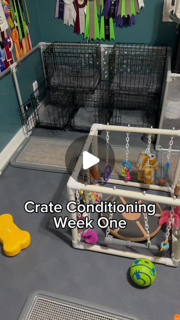 Mostly Mischief Poodles on Instagram: "How we start conditioning our puppies to their crates! In their pen, their crate is their only bed so it makes them choose to sleep there. We make sure the crate is a fun place to be, associating it with meals and yummy chews! #Poodle #minipoodle #dog #dogs #DogTraining #puppytraining #puppycurriculum #dogbreeder" Puppy Playpen Setup, Puppy Set Up Ideas In Bedroom, Diy Dog Playpen, Puppy Litter Box Ideas, Puppy Pen Ideas Indoor, Puppy Playpen Ideas, Puppy Crate Setup, Puppy Set Up Ideas, Indoor Dog Pen