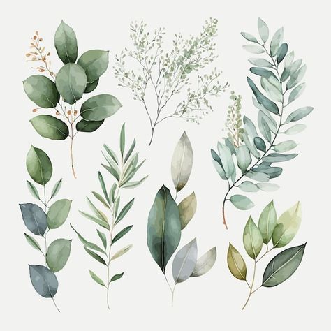 Vector watercolor floral illustration se... | Premium Vector #Freepik #vector #eucalyptus-background #watercolor-leaves #watercolor-branch #eucalyptus-leaves Eucalyptus Background, Whimsical Art Journal, Feuille Eucalyptus, Leaves Watercolor, Leaves Illustration, Leaf Images, Background Watercolor, Leaf Drawing, Floral Illustration