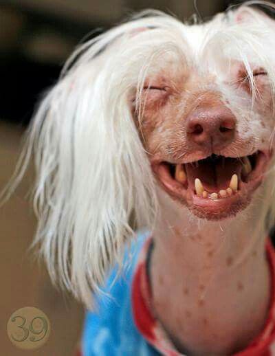 Ugly Pets, Tiny Dog Breeds, Smiling Animals, Ugly Animals, Chinese Dog, Ugly Dogs, Hairless Dog, Chinese Crested Dog, Cute Animals Puppies