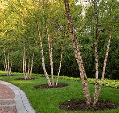 Bartlett Tree Experts: River Birch River Birch Trees Landscape, Side Landscaping, Birch Trees Garden, River Birch Trees, Betula Nigra, Birch Trees Landscaping, River Birch, Landscaping Trees, Driveway Landscaping