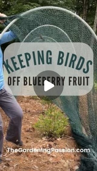 Gardener | Lola Sunshine on Instagram: "Blueberries are worth it! This is how we keep birds off our blueberry bushes using a net. This is our 3rd season using this net, and we’ve had great success with it.  Need a net for your berries? Find the one I use in my Amazon storefront!  Have a gardening question? Ask away! I’ve been gardening for 23 years - hang around to dork out with me on gardening, gardening tips, garden crafts, and gardening tours!  #thegardeningpassion #gardening #Growyourown #blueberry #bluberries #backyardgarden  #pollinators #flowers As an Amazon Associate I earn from qualifying purchases." Bird Netting For Garden Ideas, Berry Garden, Bird Netting, Garden Netting, Berry Plants, Blueberry Fruit, Blueberry Bushes, Hobby Farm, Amazon Storefront