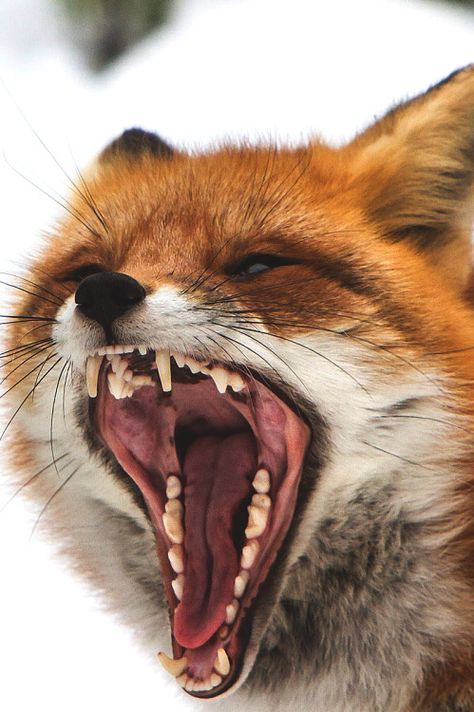 Fox With Mouth Open, Fox Mouth Open, Unusual Animal Friendships, Angry Animals, Fox Images, Animal Study, Animals Friendship, Pet Fox, Cat Air