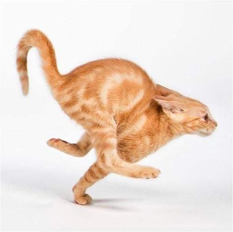 Cat Jumping, Katt Grejer, Cat Poses, Cat References, Cat Anatomy, Výtvarné Reference, Cat Reference, Silly Cats Pictures, Cat Pose