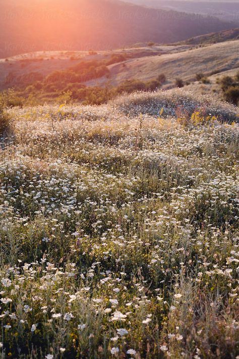 Flower field at sunset in Serbia Flower Field Aesthetic, Field Aesthetic, Field Wallpaper, Belle Nature, Spring Aesthetic, Garden Cottage, Nature Aesthetic, Flower Images, Flower Field