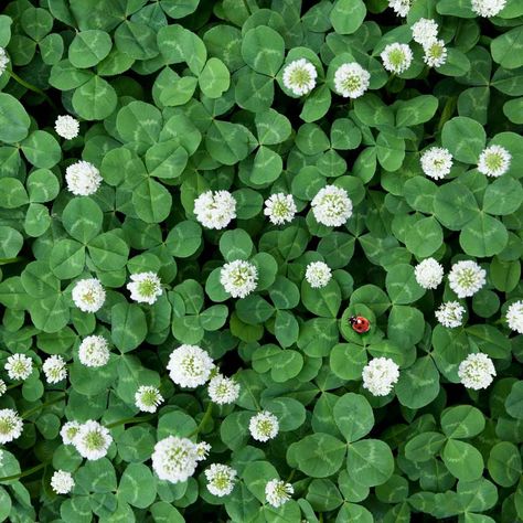 Clover Grass: Love It or Treat It? Compressor Cart, Trailer Upgrades, Clover Lawn, Getting Rid Of Slugs, Sliding Storage, Build Deck, Hardware Organizer, Garage Ceiling, Clover Seed