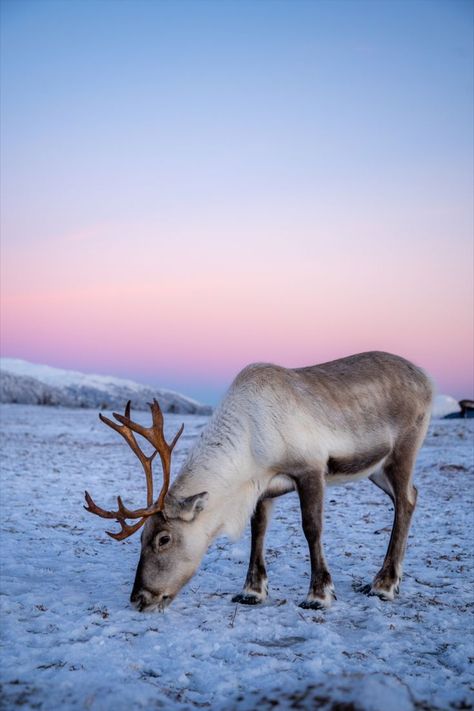 Reindeer feeding at a ranch close to Tromsø Norway Animals, Ava Animal, Reindeer Photography, Reindeer Pictures, Norway Reindeer, Reindeer Animal, Svalbard Reindeer, Arctic Wildlife, Reindeer Farm