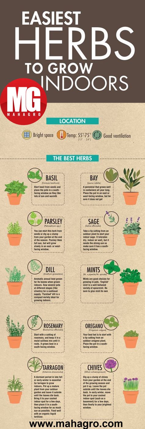 These herbs are so easy grow that you should start today!   #basil #bay #parsley #sage #dill #mints #rosemary #oregano #tarragon #chives #gardening #organic #plants #mahagro #garden #soil #ecofriendly #eco #herbs #health #kitchen Mason Jar Herb Garden Indoor, Apartment Herb Gardens, Herb Garden Indoor, Jar Herb Garden, Gemüseanbau In Kübeln, Mason Jar Herbs, Easy Herbs To Grow, Mason Jar Herb Garden, Container Herb Garden