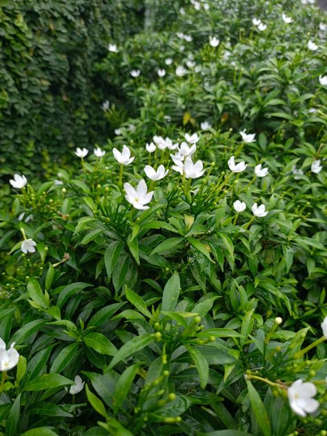 Tanaman Hias Bunga Rombusa Herbal Plants, Beautiful Flowers Garden, Garden Flowers, Flower Garden, Beautiful Flowers, Plants, Flowers, Nature