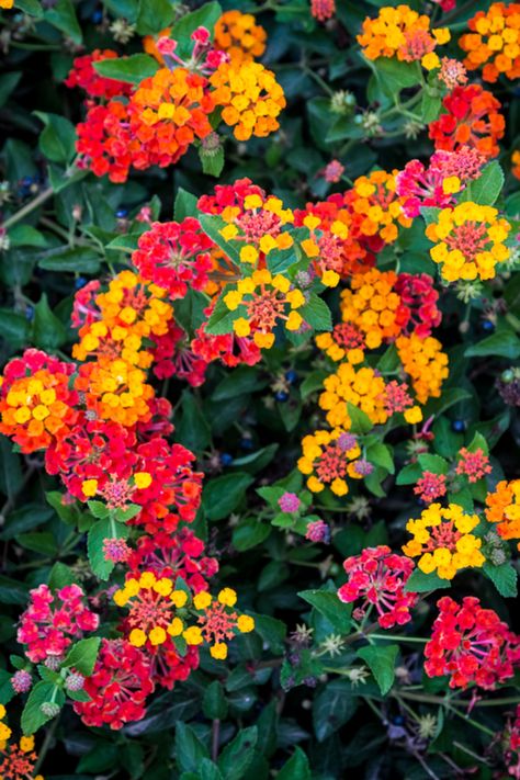 Growing Lantana - How To Keep Lantana Blooming Big All Summer Long! Dallas Red Lantana, How To Save Lantana Seeds, Lantana Bush Shrubs, Lantanas In Pots, Flowers That Last All Year Long, Lantana Planters, Lantana Camara Flower, Lantana Companion Plants, Container Gardens Ideas