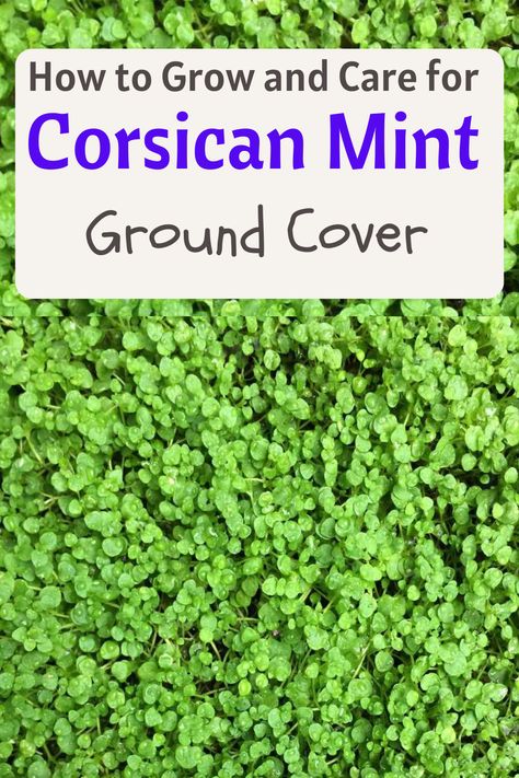 corsican mint ground cover Frog Fruit Ground Cover, Corsican Mint Ground Cover, Mint Ground Cover, Shade For Dogs, Ground Cover Plants Shade, Mint Plant Care, Corsican Mint, Best Ground Cover Plants, Grass Alternative