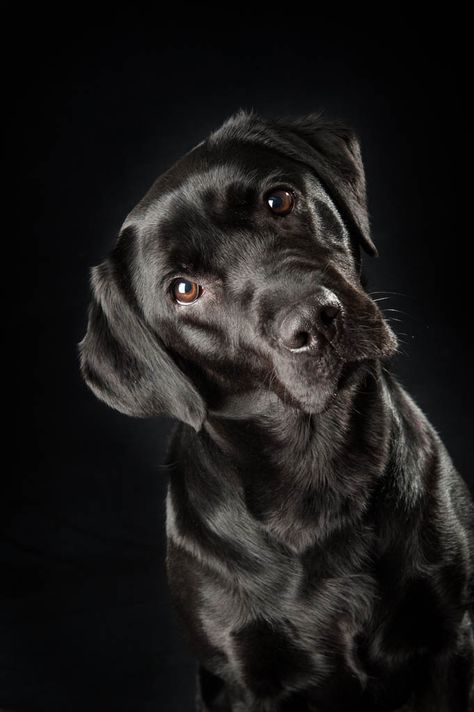 did! Labrador Noir, Black Labs Dogs, Dog Photoshoot, Black Labrador Retriever, Lab Dogs, Image Nature, Black Labs, Pet Photographer, Labrador Retriever Dog