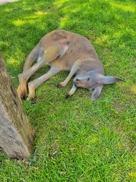 #zootopia #zootrip #nashville #nashvillezoo #summer #summervibes #kangaroo #aesthetic Kangaroo Aesthetic, Zootopia, Summer Vibes, Nashville, Kangaroo, Cute Animals, Animals