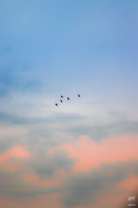 Check out my photo on @twenty20app. Group of Birds flying through Istanbul’s sky | Sky aesthetic, Sky photography, Birds in the sky Evening Birds Flying, Birds Photography Flying Sky, Group Of Birds Flying, Sky With Birds, Aesthetic Birds, Birds Flying In The Sky, Group Of Birds, Birds In The Sky, Avatar Picture