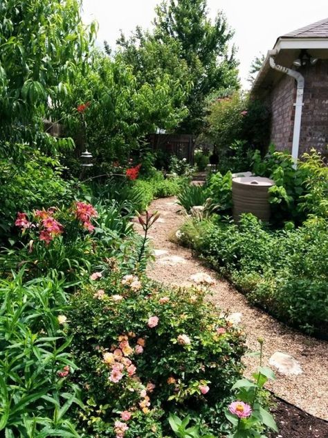 Super Drought Tolerant Plants for Central Texas - Lisa's Landscape & Design Texas Native Plants Landscaping, Groundcover Roses, Drought Tolerant Trees, Native Plant Landscape, Texas Landscaping, Texas Plants, Texas Native Plants, Texas Landscape, Shade Shrubs