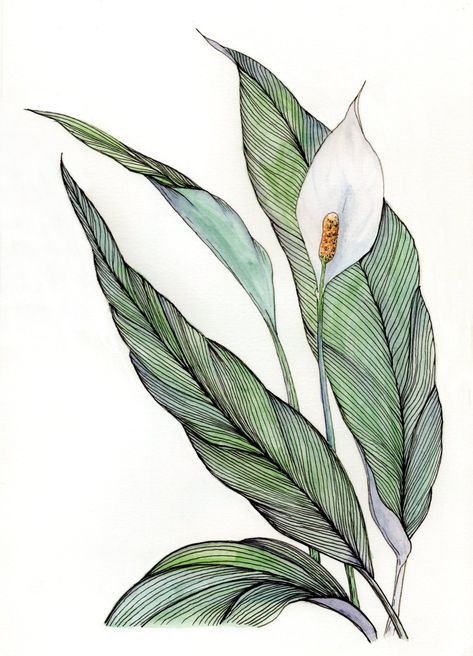 Lilly Flower Tattoo, Lily Artwork, Lilies Drawing, Peace Lily Plant, Peace And Calm, Pen And Wash, Step By Step Watercolor, Colour Mixing, Lily Painting