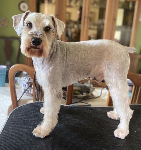 Mini Schnauzer Grooming Haircuts Short, White Schnauzer Haircut, Schnauzer Beard Grooming, Short Schnauzer Haircut, Mini Schnauzer Haircut, Mini Schnauzer Grooming Haircuts, Schnauzer Grooming Styles, Schnauzer Haircuts, Miniature Schnauzer Haircut