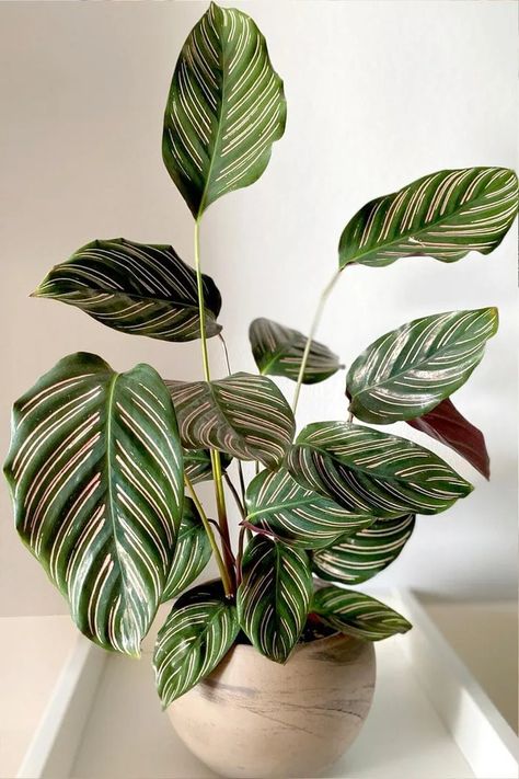 Calathea Ornata Care, Tips & Photos - My Little Jungle Calathea Ornata, Calathea Plant, Dark Green Leaves, Office Plants, Miniature Houses, Pink Stripes, Green Thumb, Green Leaves, Indoor Plants