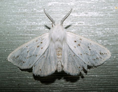 Poodle Moth, White Moth, Cute Moth, Moth Wings, Ghost Photography, Tattoos Geometric, Moth Tattoo, Beautiful Bugs, Creepy Crawlies