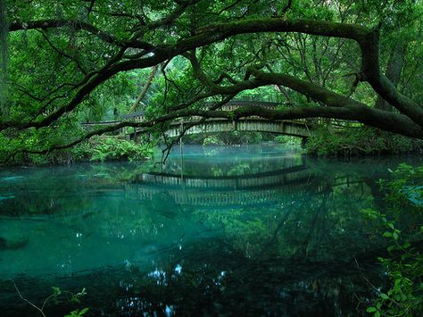 juniper springs by CommonWonderer, via Flickr Juniper Springs Florida, Ocala National Forest, Florida Springs, Piscina Natural, Shotting Photo, Florida Travel, Nature Aesthetic, Pretty Places, National Forest