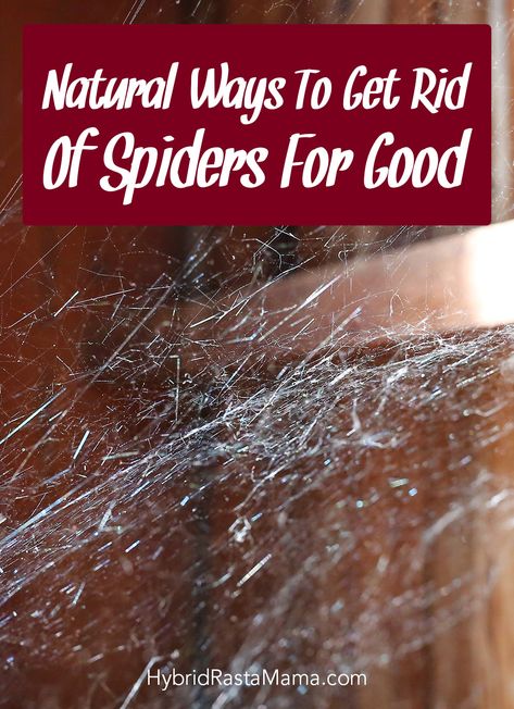 Spiders, spiders everywhere! You don't want to use toxic chemicals to kill those eight legged invaders but you also don't want them calling your yard and house home. Hybrid Rasta Mama shares her tried and true natural ways to get rid of spiders for good. These natural pest control methods work. Kiss those spiders goodbye in no time! #spiders #pestcontrol #naturalpestcontrol Kill Spiders Naturally, Get Rid Of Spiders In Yard, Natural Spider Repellent For Home, How To Keep Spiders Out Of Your House, How To Get Rid Of Spiders In The House, Spider Repellent Diy, Spiders Repellent Diy, Killing Spiders, Natural Spider Repellant