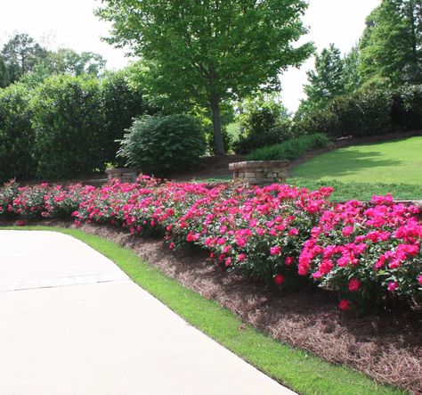 Good plants to line a driveway with. Knockout Rose Tree, Hedges Landscaping, Rose Hedge, Flower Hedge, Rose Garden Landscape, Landscaping With Roses, Knockout Roses, Rose Garden Design, Garden Hedges