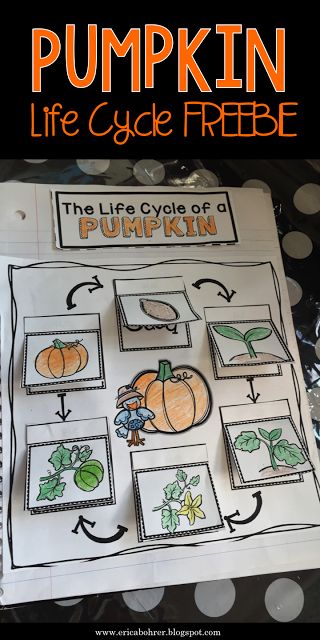 Halloween Bricolage, Life Cycle Of A Pumpkin, Pumpkin Investigation, Pumpkin Lessons, Pumpkin Science, Pumpkin Unit, October Classroom, Pumpkin Life Cycle, Maluchy Montessori