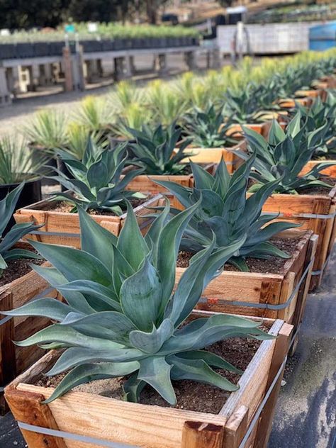 Blue Flame Agave, Blue Agave Plant, Agave Cactus, Vertical Garden Plants, Succulent Landscape Design, Front Yard Garden Design, Agave Plant, Blue Flame, Succulent Gardening