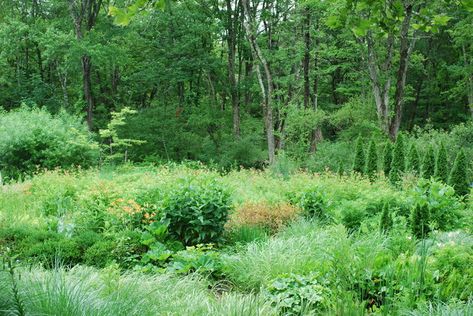 Matrix Gardening, Matrix Planting, Slope Gardening, Meadow Garden, Sloped Garden, Natural Ecosystem, Perennial Garden, Natural Landscape, Plant Design