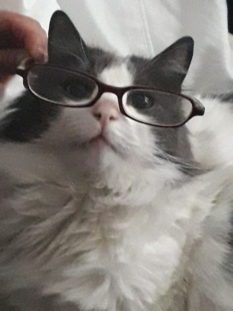 Cat with glasses Nerd Cat Pfp, Cat With Glasses Aesthetic, Cat With Glasses Pfp, Black Cat With Glasses, Glasses Sketch, Silly Animal Pictures, Nerd Cat, I Miss My Cat, Cat Wearing Glasses