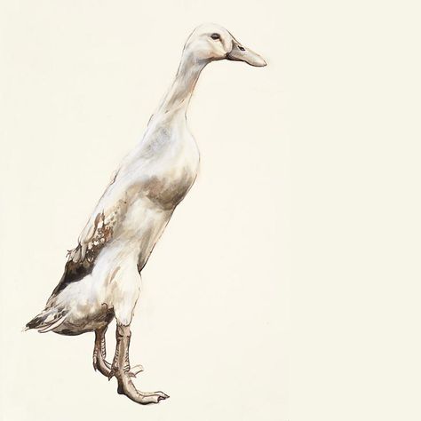 Indian Runner Ducks, Wildlife Drawings, Duck Tattoos, Runner Ducks, Duck Drawing, Scale Drawing, Duck Art, Magical Creature, Indian Tattoo