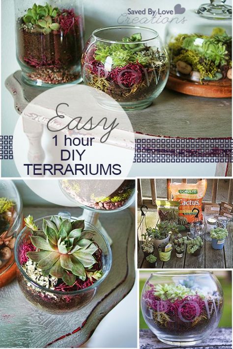 Diy Succulent Terrarium, Diy Terrarium, Beautiful Terrariums, Terrarium Ideas, Terrarium Diy, Garden Terrarium, Terrarium Plants, Terraria, Succulent Terrarium