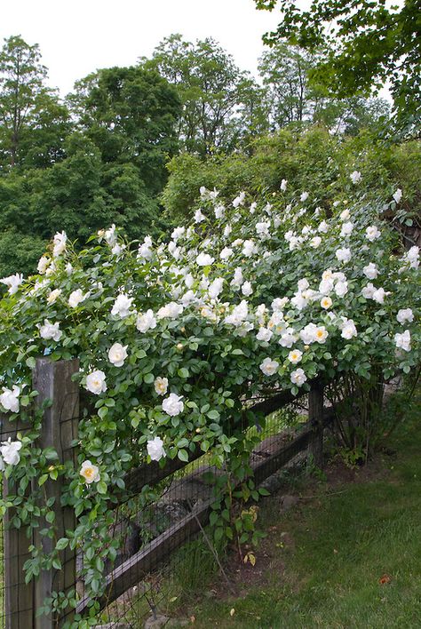 White climbing roses on wooden fence, Rosa Nice country look Rose Fence, Climbing Roses Trellis, White Climbing Roses, Meadow House, Landscaping Along Fence, Fence Plants, Rose Trellis, Climbing Rose, Garden Vines