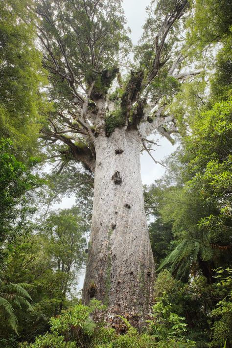 Situated in the Waipoua Forest in Northland, Tāne Mahuta is the largest kauri tree in the world with a trunk over 13 metres in circumference! In 2018, a kauri tree just 60 metres away from Tāne Mahuta was infected with kauri dieback disease, giving scientists, local iwi and others a further sense of urgency in researching a solution to the disease. Nikau Palm, Kauri Tree, Tupelo Tree, Hamilton New Zealand, Rainforest Trees, Garden Forest, Sense Of Urgency, Jungle Forest, Big Trees