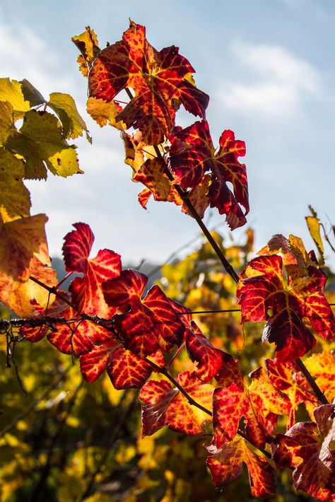 Vigne - Feuilles rouges | Autumn vineyards in Burgundy | Flickr Photo Insta, Santa Lucia, Raisin, Wine, Plants