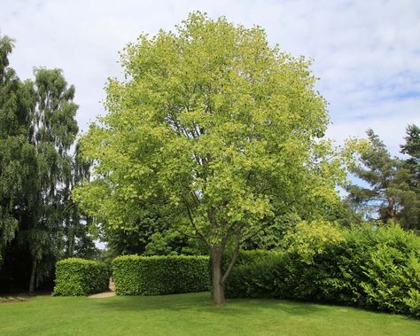 Tulip Poplar Tree, Liriodendron Tulipifera, Michigan Garden, Growing Marigolds, Tulip Tree, Plant Friends, Poplar Tree, Big Trees, Specimen Trees