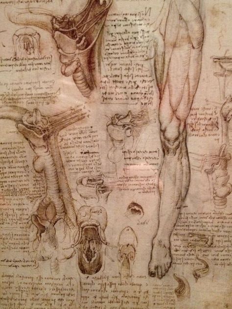 Drawings by Leonardo Da Vinci analyzing the anatomy of human legs. Kertas Vintage, Human Anatomy Drawing, Body Map, Human Anatomy Art, Anatomy Sketches, Anatomy For Artists, Anatomy Study, Anatomy Drawing, Medical Illustration