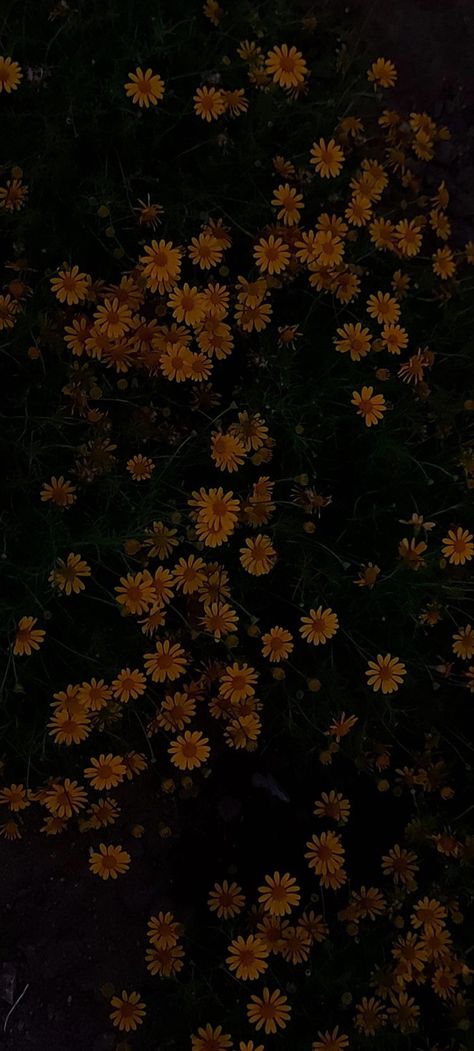 Yellow Rock Aesthetic, Hufflepuff Aesthetic Wallpaper Iphone, Dark Fall Wallpaper Iphone, Yellow And Black Aesthetic Wallpaper, Dark Yellow Aesthetic Grunge, Dark Yellow Aesthetic Vintage, Black And Yellow Wallpaper Iphone, Yellow Dark Wallpaper, Black And Yellow Aesthetic Dark