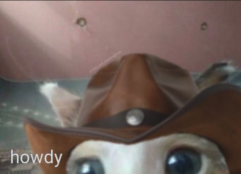 Yeehaw Reaction Pic, Cowboy Meme Funny, Cowboy Reaction Pic, Cat Cowboy, Cowboys Memes, Kitten Dress, Playlist Covers Photos, Doberman Pinscher Dog, Cowboy Baby