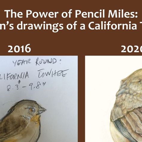 Wild Wonder Foundation on Instagram: "“Drawing is not a gift—it is a skill. You can learn to draw. You just have to put in the pencil miles.” —John Muir Laws @johnmuirlaws   In these drawings of a California Towhee, shared with permission from artist, author, birder, and nature journaler Amy Tan @amytanwriter , we see the power of the daily pencil miles Amy put in during the four years from 2016 to 2020. Amy shared these two images as part of her keynote talk at our 2023 Wild Wonder Nature Journaling Conference. You can see more of her nature journal pages and drawings in her new book, The Backyard Bird Chronicles (Knopf, 2024), featuring a foreword by David Allen Sibley @sibleyguides .  Many people believe that the ability to draw is a gift...and if you aren’t already good at it, you can’