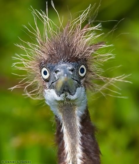 .frazzled one  ;) Funny Birds, 웃긴 사진, E Card, Bad Hair Day, Emu, Funny Animal Pictures, Bad Hair, Animal Photo, Hair Day