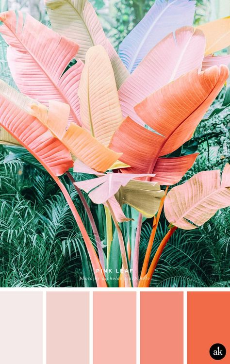 a pink-palm-inspired color palette // orange, coral, pink // photo by Nicholas Scarpinato Caribbean Coastal Decor, Jungle Color Palette, Apartment Refresh, Florida Vibes, Spa Oasis, Deco Pastel, Motifs Design, Mehndi Party, Trending 2023