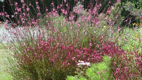 Guara plant resembles whirling butterflies Guara Plant, Gaura Plant, Whirling Butterflies, Desert Plants Landscaping, California Garden, Dry Garden, English Cottage Garden, Plant Diseases, Tough As Nails