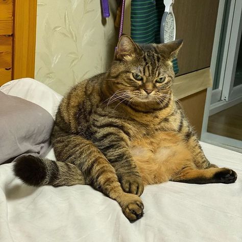 This Chunky Cat Named Manggo Will Steal Your Heart With Her Hilarious Expressions Derpy Cats, Cute Fat Cats, Fat Animals, Cat Expressions, Kitty Images, Image Chat, Cat Icon, Cat Aesthetic, Fat Cats