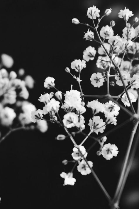 Monochrome Aesthetic, Wallpaper Estetika, Black And White Photo Wall, Black And White Picture Wall, White Plants, Have Inspiration, Black And White Flowers, Aesthetic Black, Black And White Wallpaper