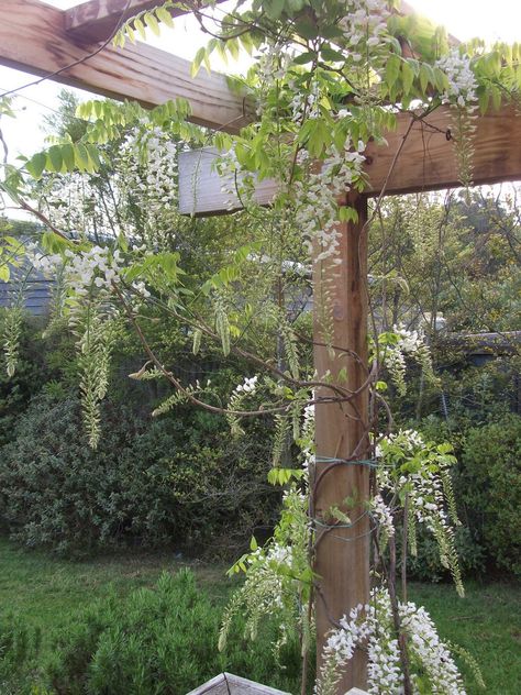 Pergola With Wisteria And Lights, White Wisteria Pergola, Wisteria Support, Victorian Terrace Garden, Wisteria White, Wisteria Trellis, Beach House Landscaping, Wisteria Pergola, France Holiday