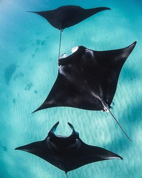 Tap image for travel information - Manta Ray encounters in Coral Bay  Travel information below    Coral Bay Ningaloo Reef Western Australia Australia.  May-Nov is best for manta rays.  @ningaloomarineinteractions to book a tour.  @alexkyddphoto for more awesome photos!   # Search for similar experiences by hashtag - #earthoffline #australiaoffline #wildlifeoffline Animal Migration, Manta Rays, Underwater Art, Manta Ray, Marine Animals, Ocean Creatures, Ocean Animals, Underwater Photography, Ocean Photography